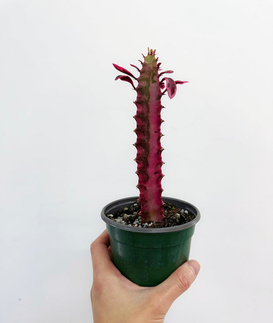Euphorbia Trigona Pink “4