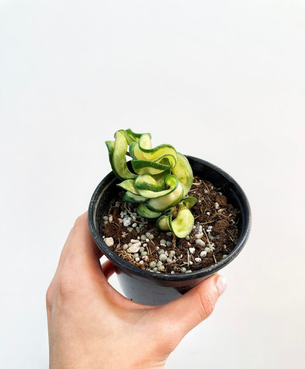 Hoya compacta Mauna Loa Variegado interior “4