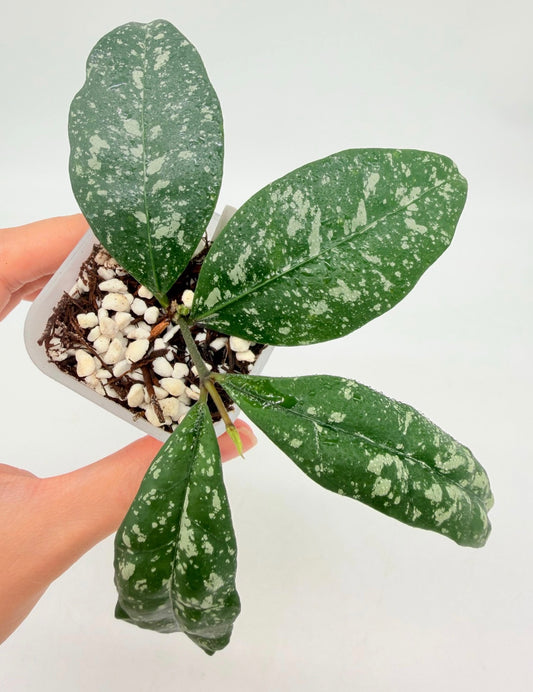 Hoya Sp Garut Splash “3