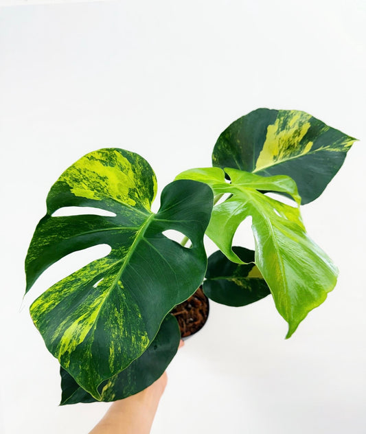 Monstera Yellow Marilyn “5