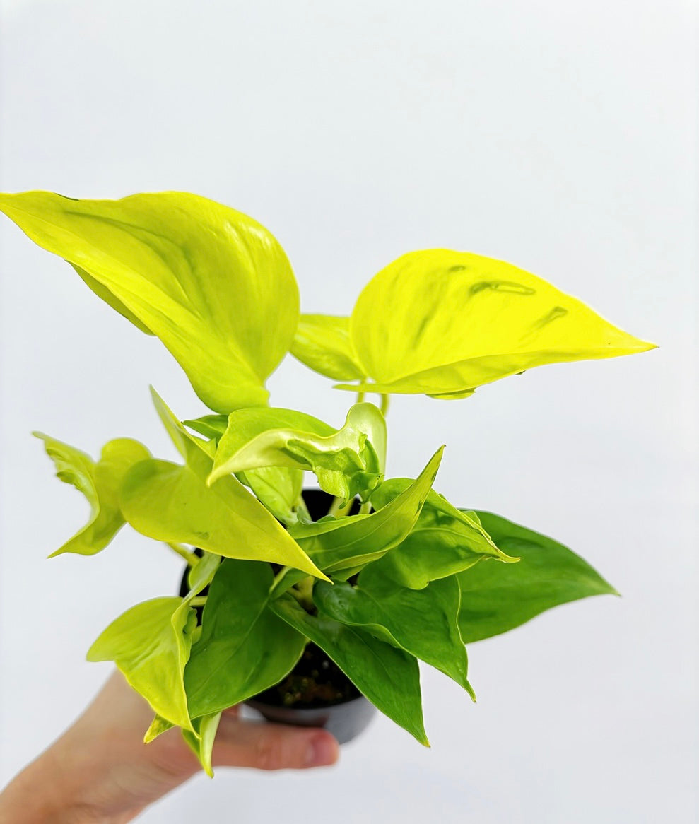 Epipremnum Champs Élysées| Pothos Champs Élysées "4