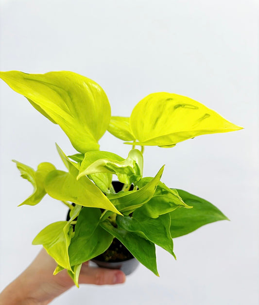Epipremnum Champs Élysées| Pothos Champs Élysées "4