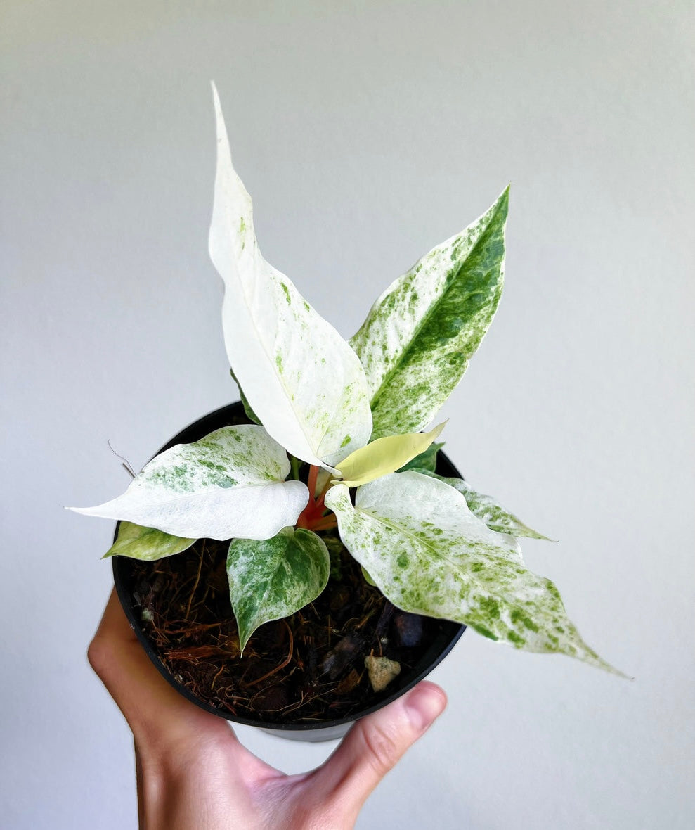 Anthurium Hookeri Variegado "4