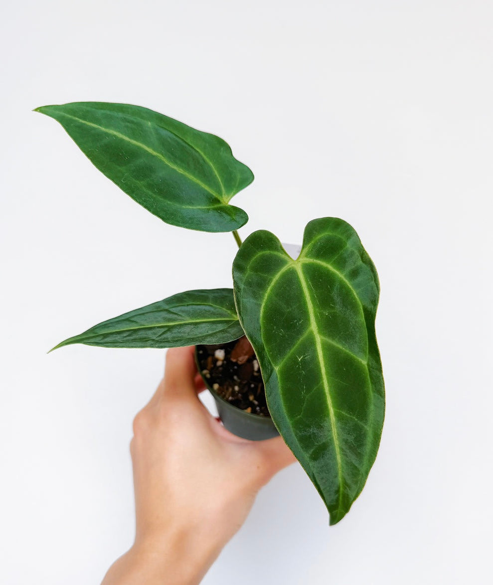 Anthurium Hoffmani X Black Beuty “4