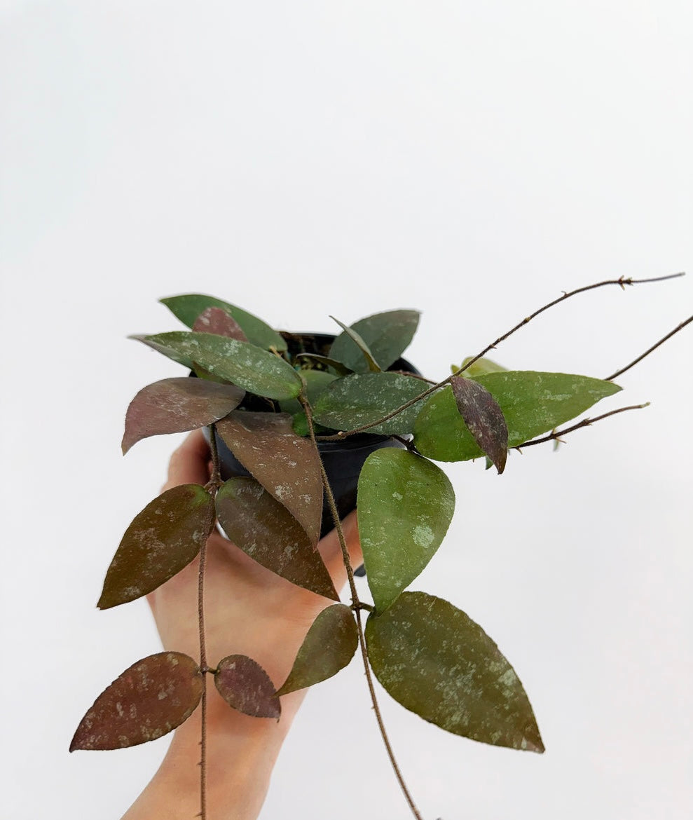 Hoya Caudata "4 (colgante)