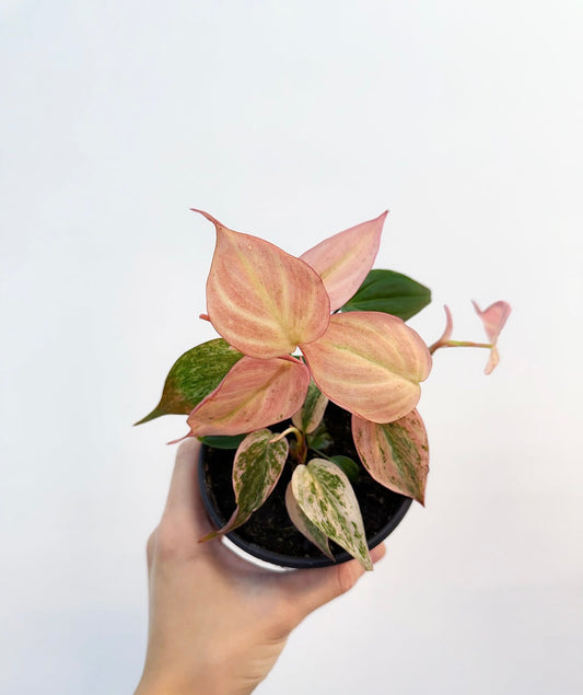 Philodendron Pink Micans “4