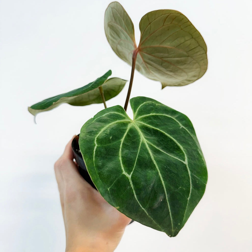 Anthurium King of spades “4