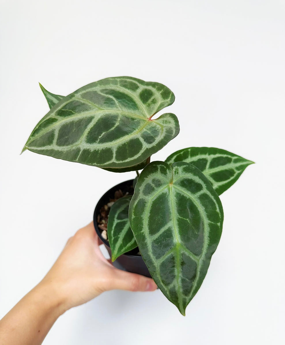 Anthurium Angela x black Widow “4