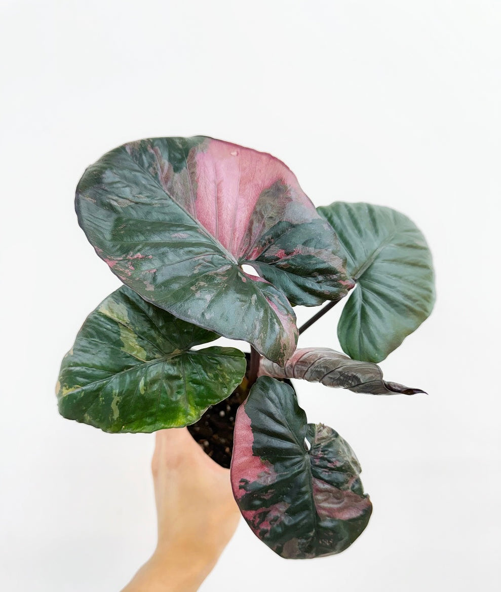 Alocasia Serendipity Pink "4