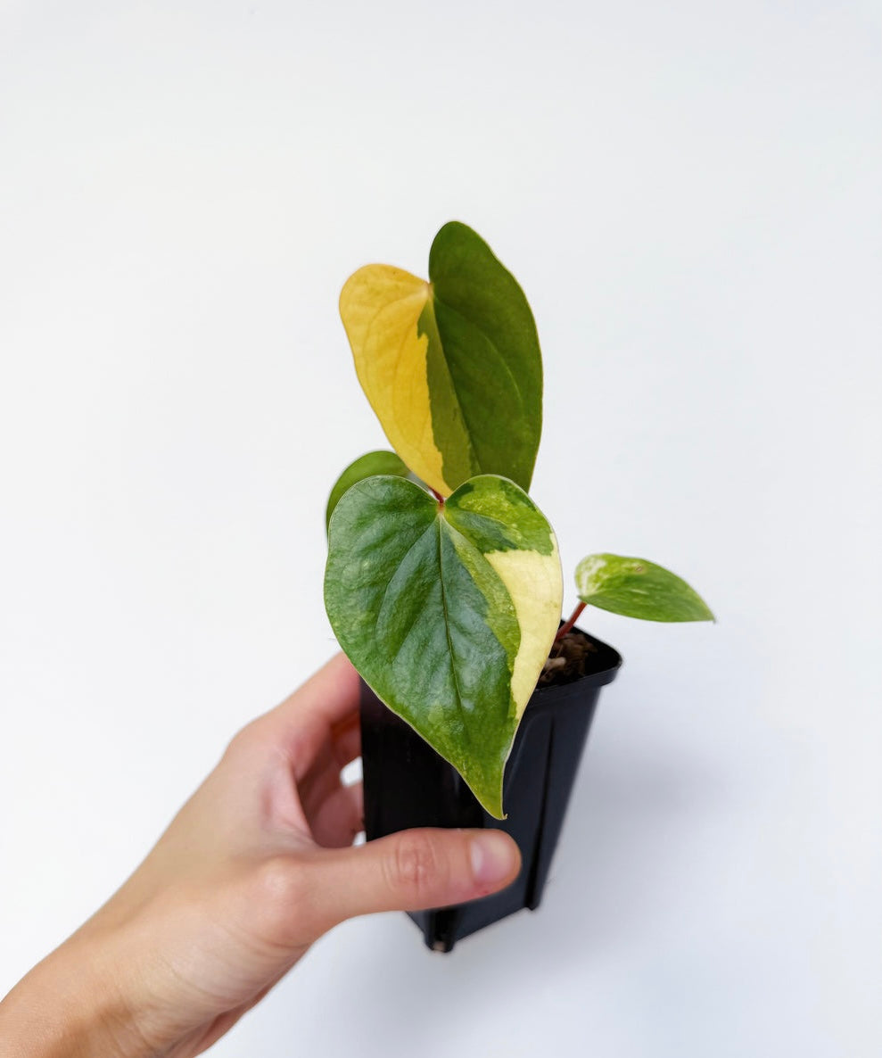 Anthurium Papillilaminum (Hibrido)Variegado “3