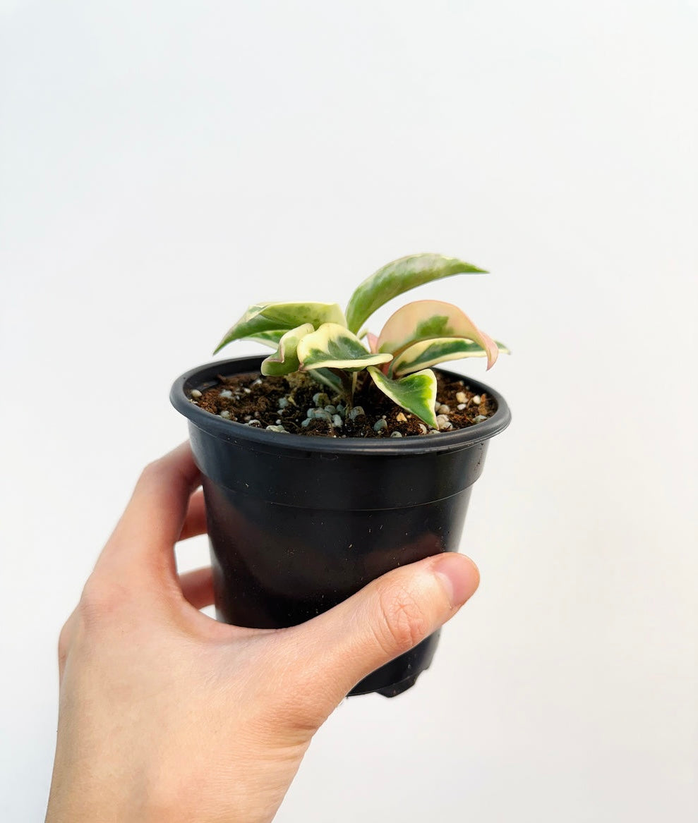 Hoya Krinkle Albo”4