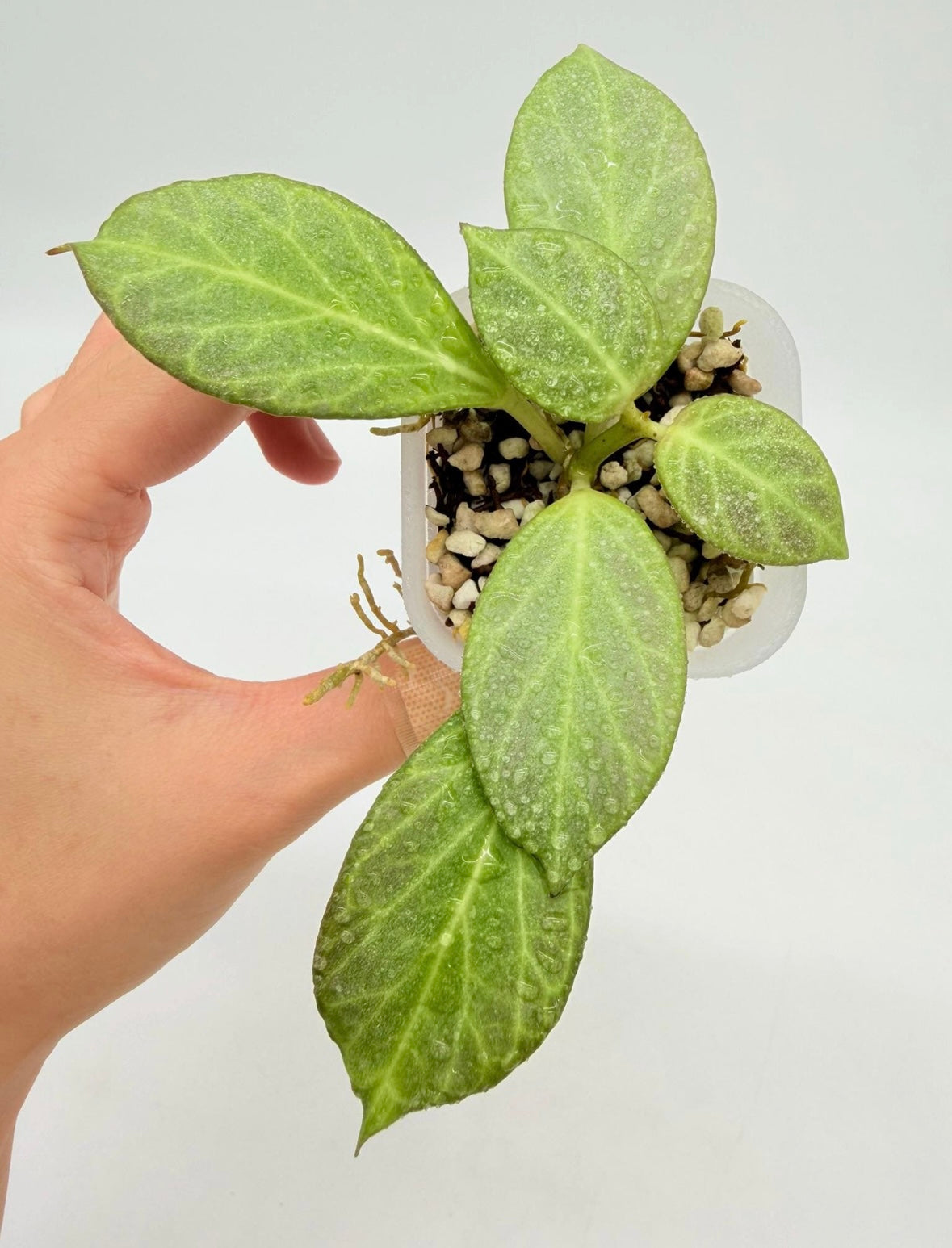Hoya Obscura silver “3