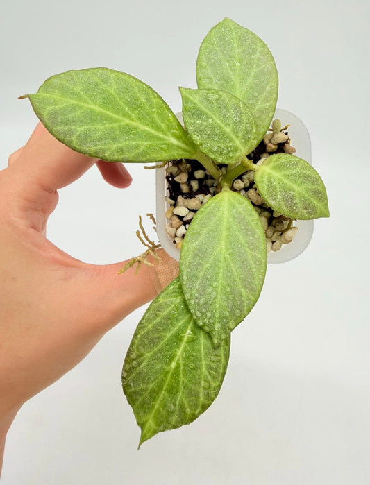 Hoya Obscura silver “3