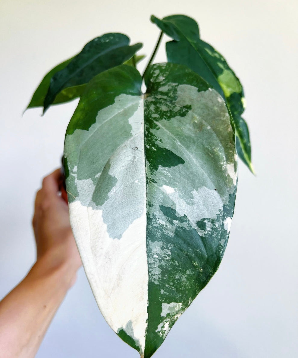 Syngonium Chiapense Variegado “4