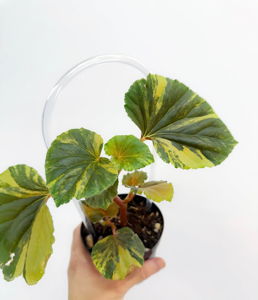 Begonia Cucullata Variega “4