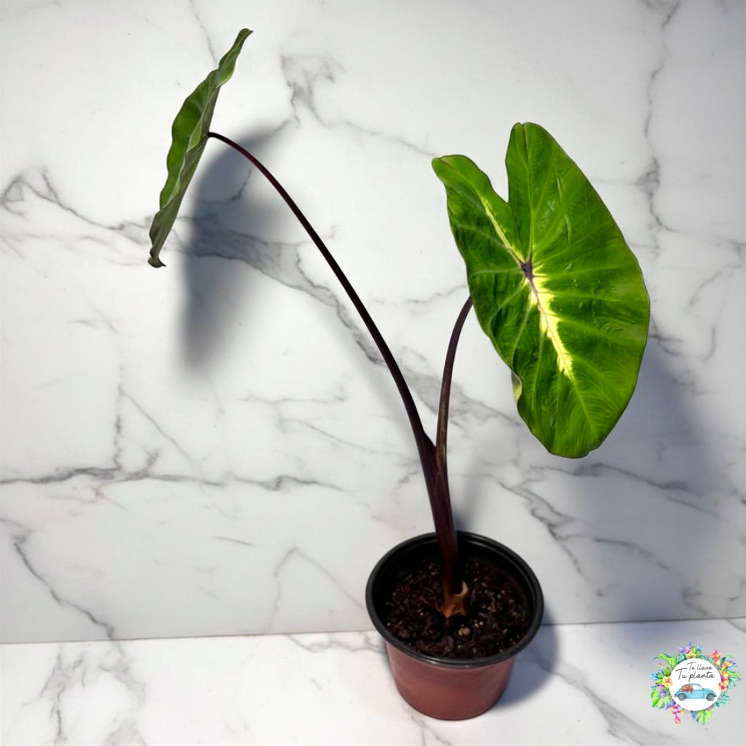 Colocasia White Lava “5