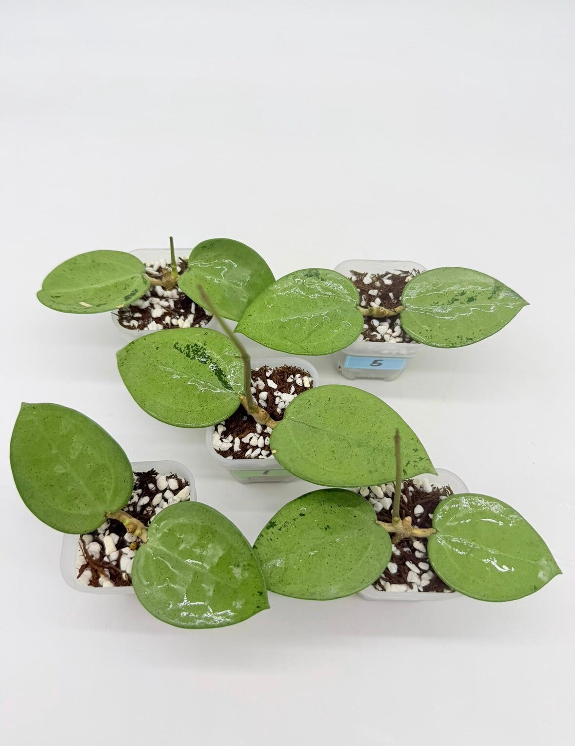 Hoya Verticillata Silver “4