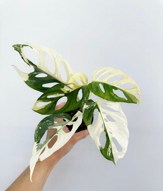 Monstera Adansonii Albo Variegada "4
