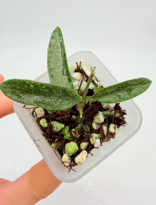 Hoya Lima Silver “3