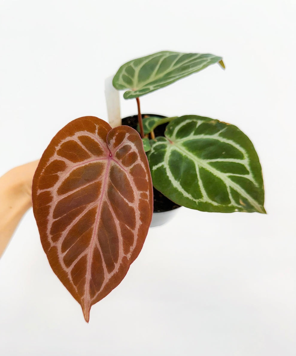Anthurium Red Cristallinum X Dorayaki “4