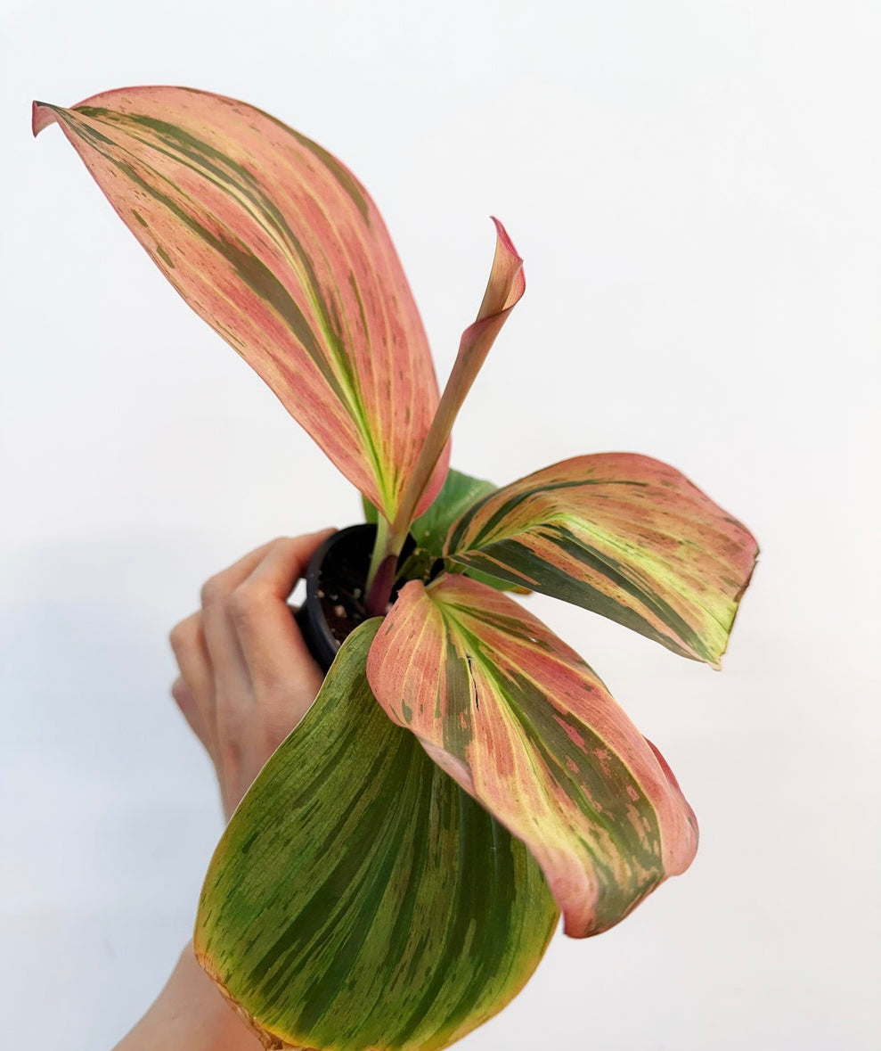 Kaempferia Variegada “4