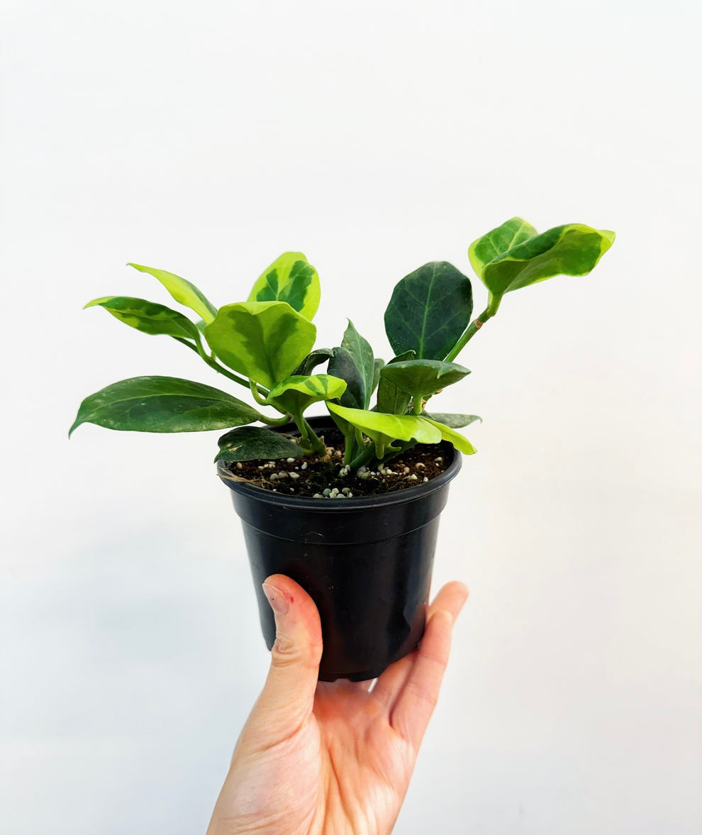 Hoya Obscura Albomarginata “4