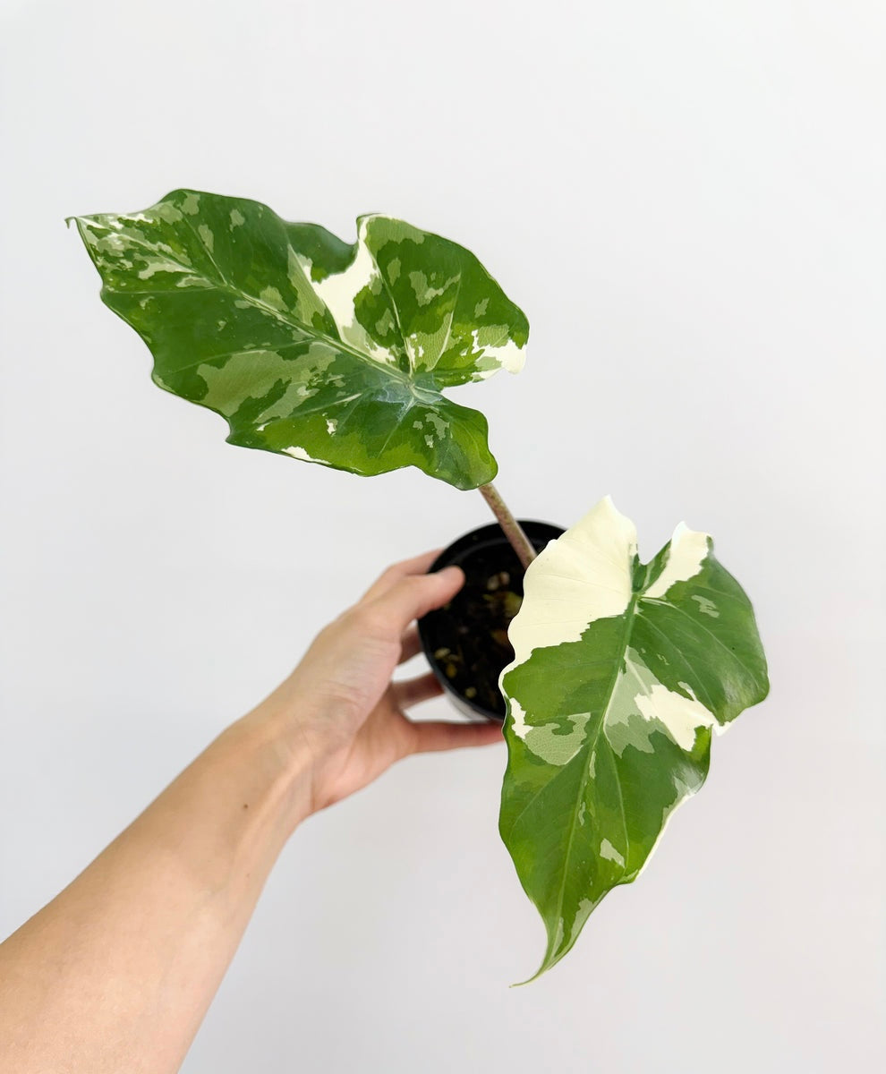 Alocasia Portora Albo Variegada “4