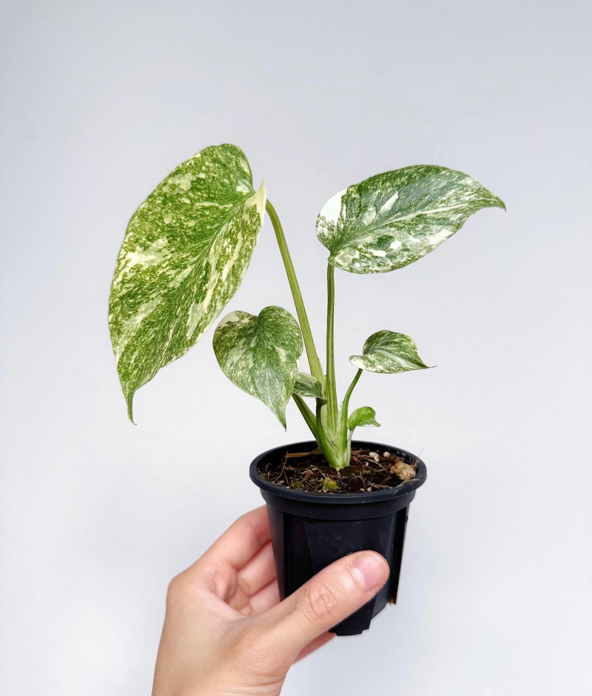 Monstera Legacy “4