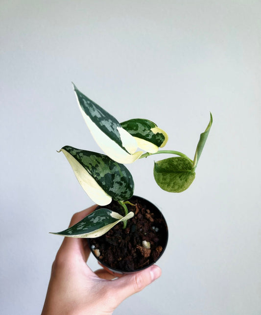 Scindapsus Mayari “4
