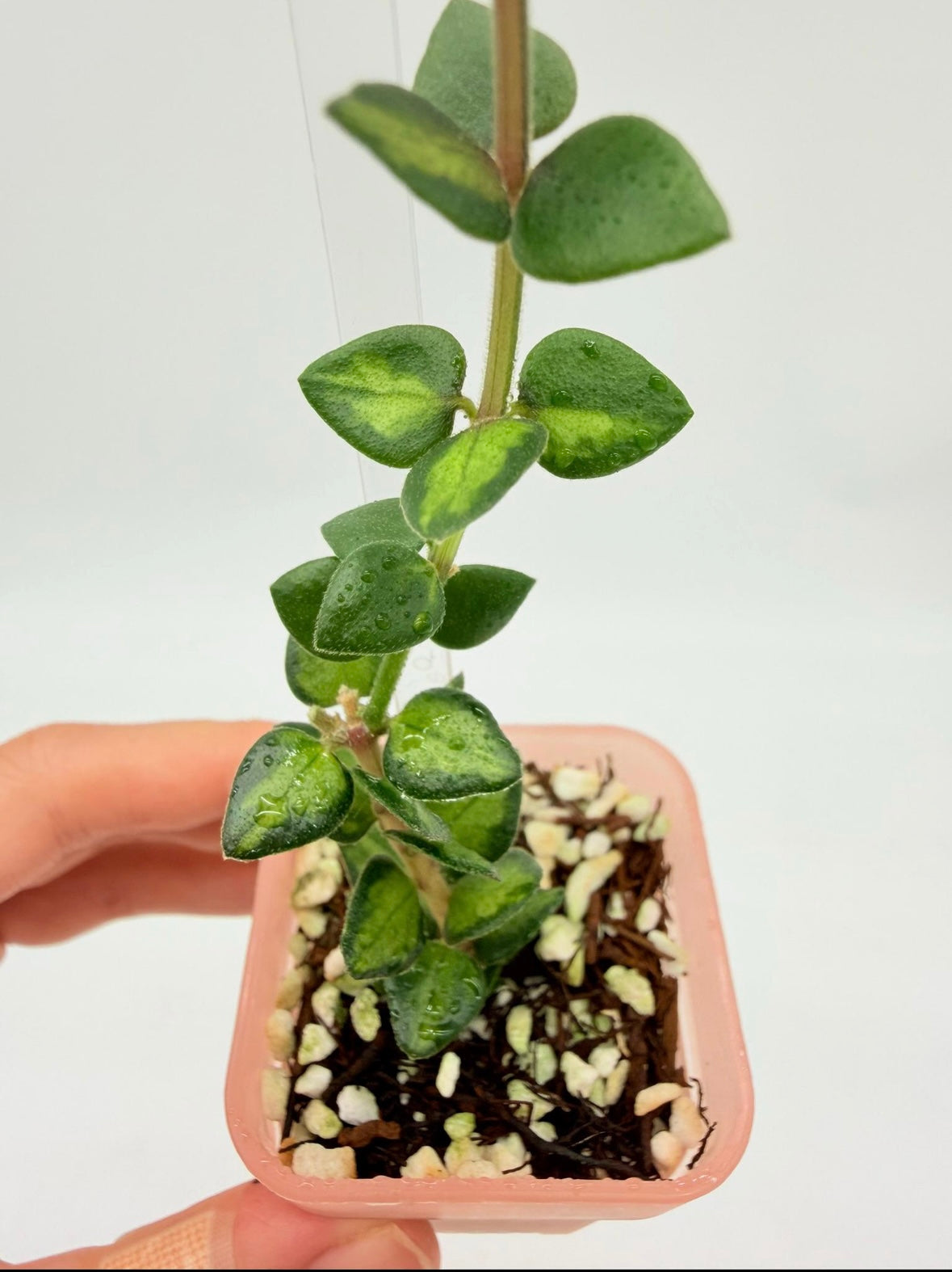 Hoya Chinghungensis Variegada “3