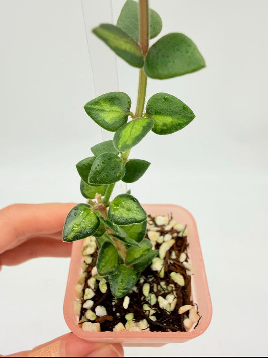 Hoya Chinghungensis Variegada “3