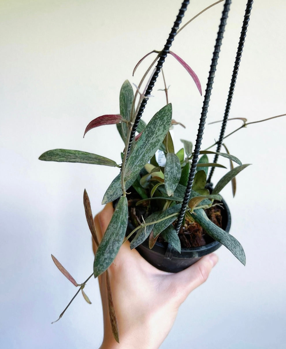 Hoya Sigillatis “4 colgante