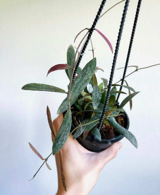 Hoya Sigillatis “4 colgante