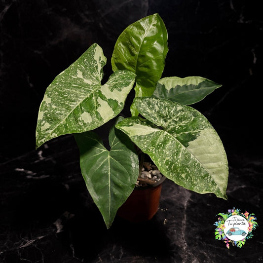 Syngonium Panda Galaxy “4