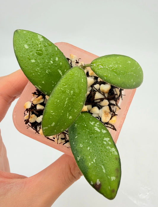 Hoya VL9 “3