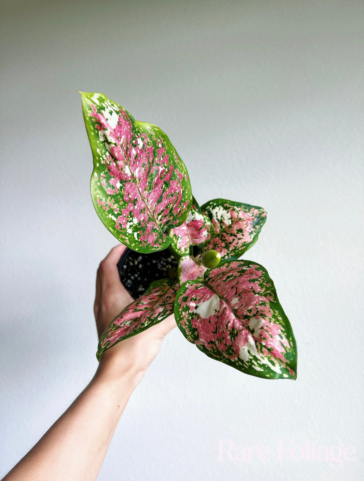 Aglaonema Anyamanee tricolor “4