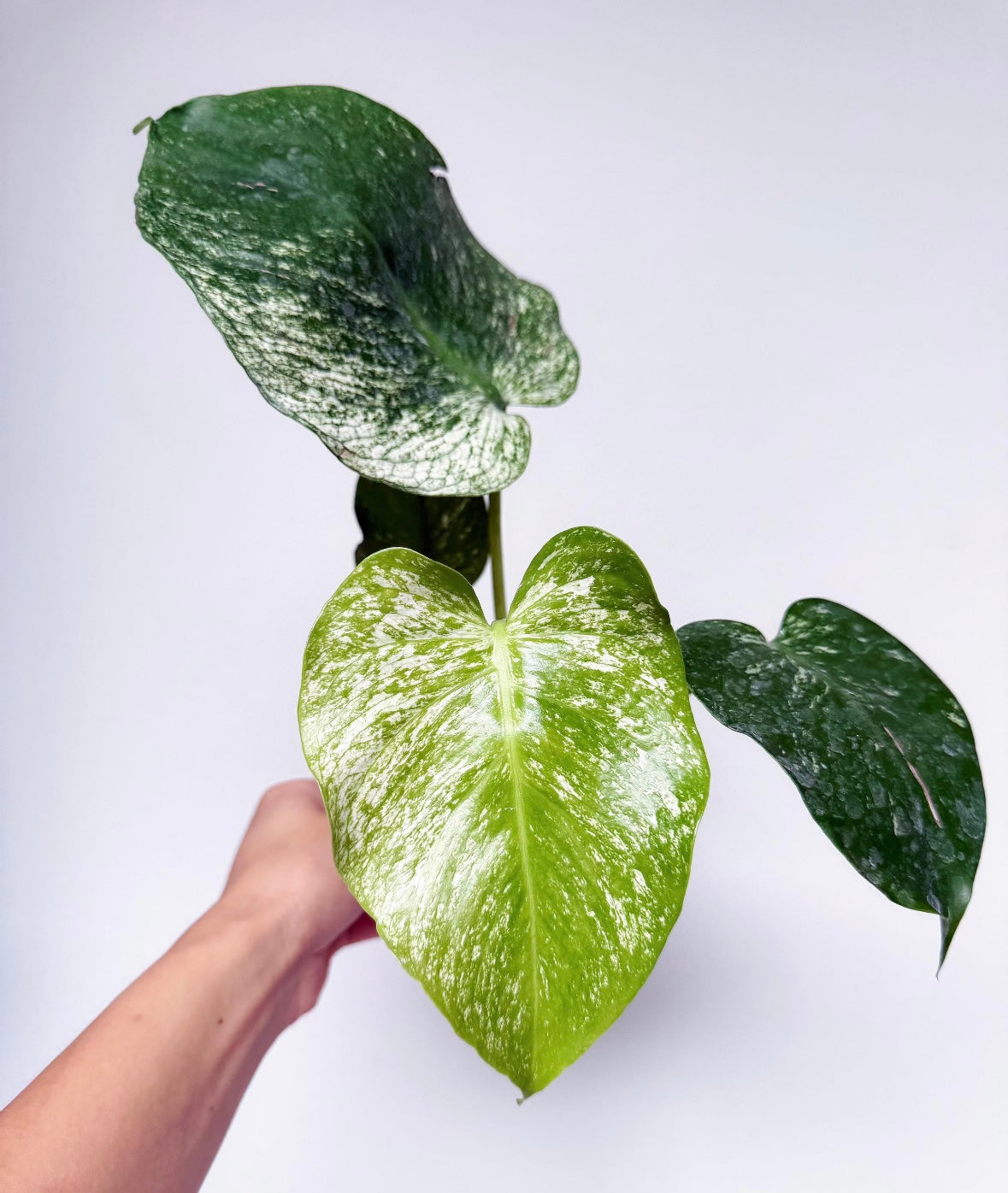 Monstera Devil Monster “6