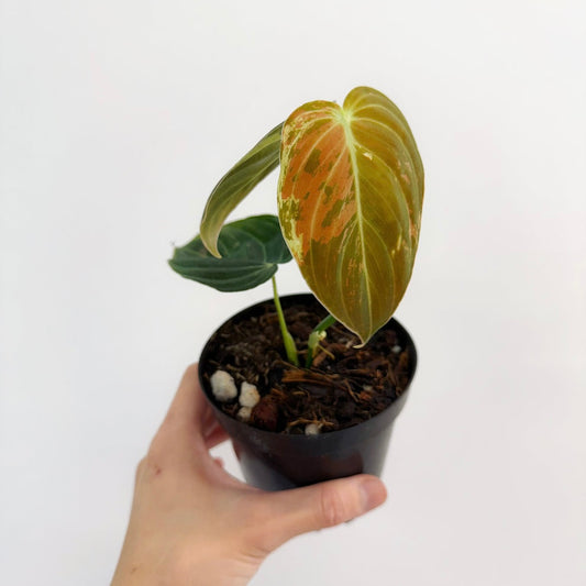 Philodendron Melanochrysum Variegado "4