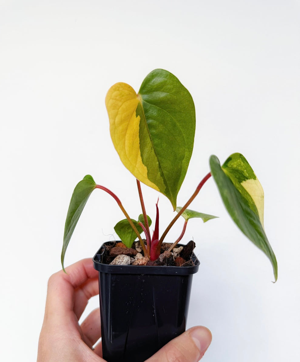 Anthurium Papillilaminum (Hibrido)Variegado “3