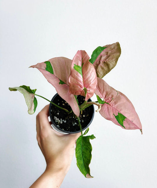 Syngonium pink lava “4