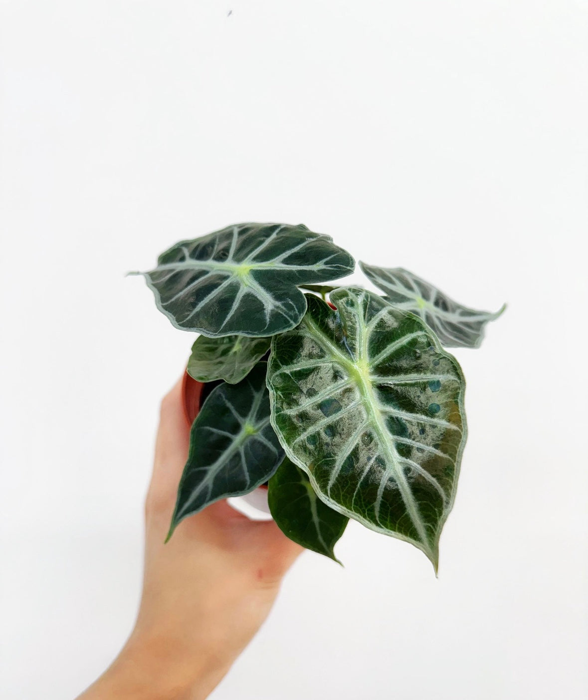 Alocasia Parasol “4