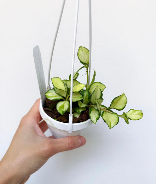 Hoya Heuschkeliana "3