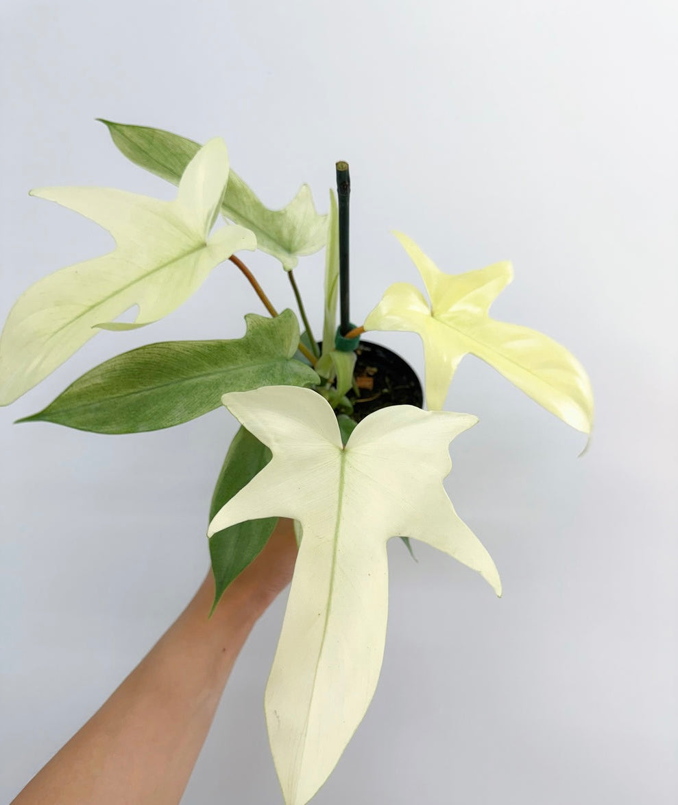 Philodendron Florida Ghost "4