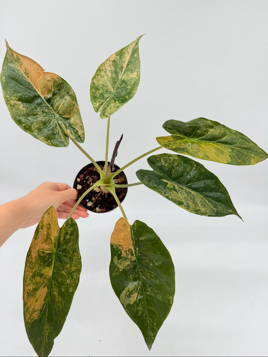 Alocasia Wentii Variegada “4