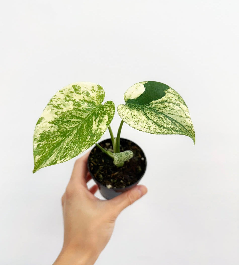 Monstera White Monster “3