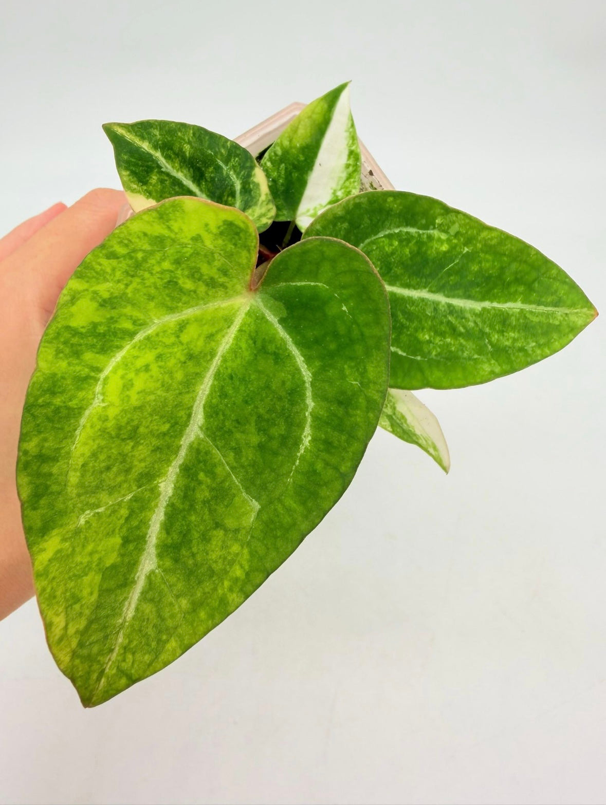 Anthurium Papillilaminum X magnificum Variegado “4