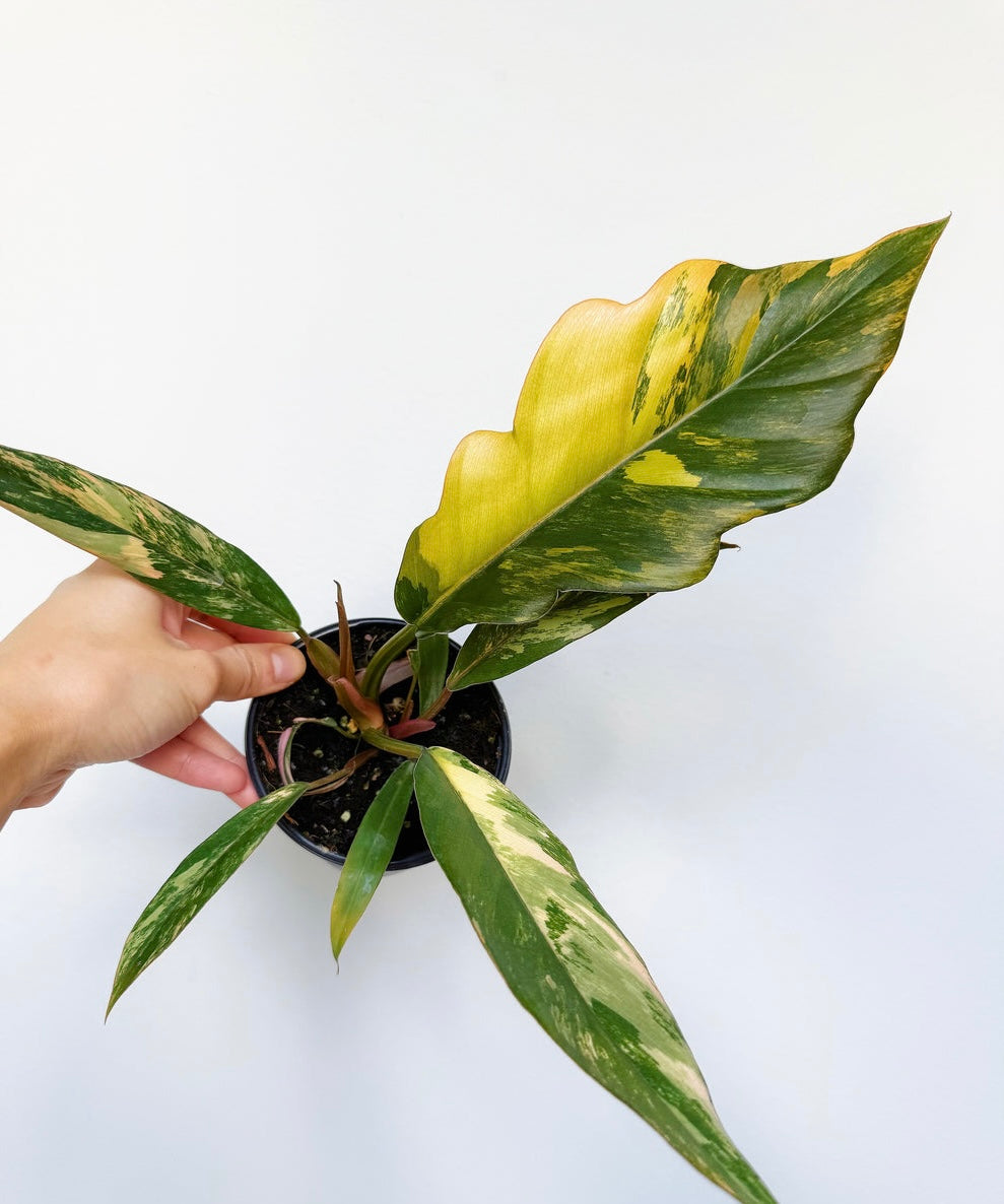 Philodendron Caramel Marble “4