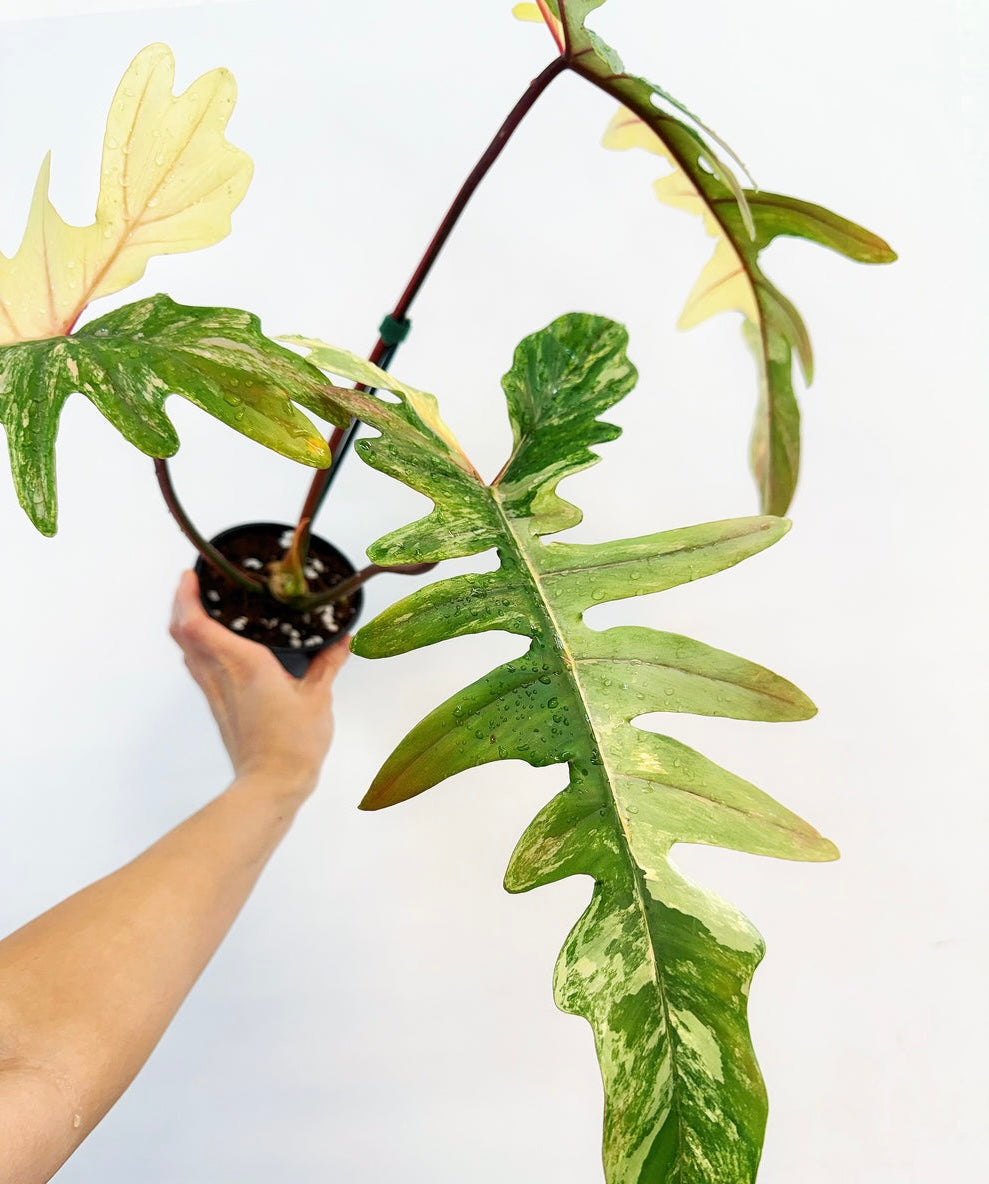 Philodendron Florida Beauty x Mayoi “4 (Planta Exacta)
