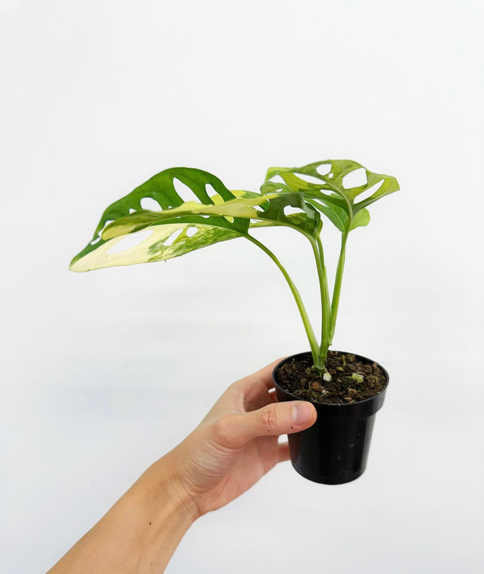 Monstera Adansonii Aurea "4