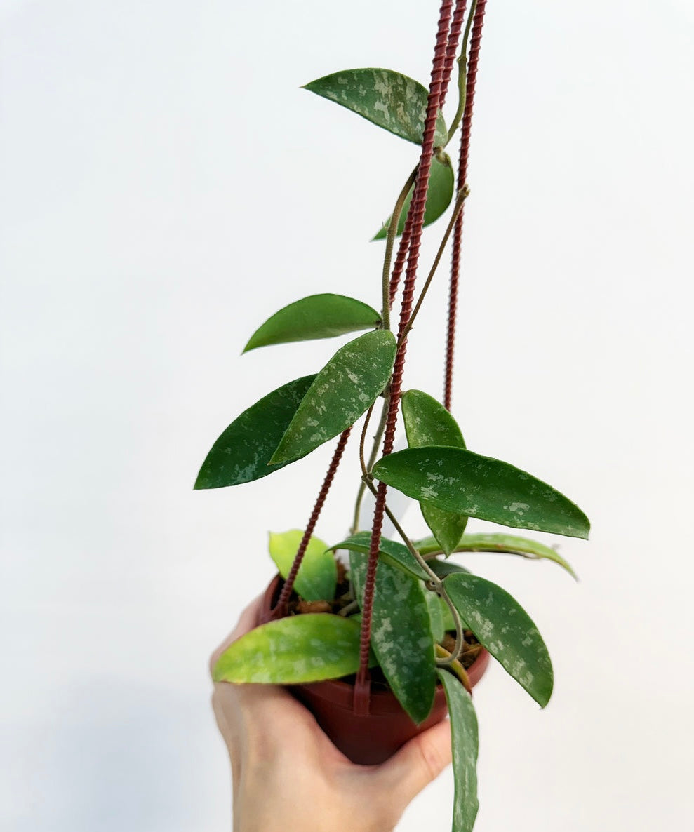 Hoya Phuwuaensis “4